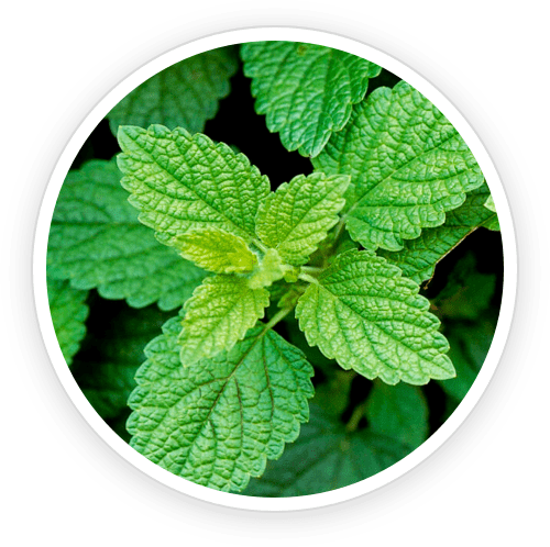 Peppermint